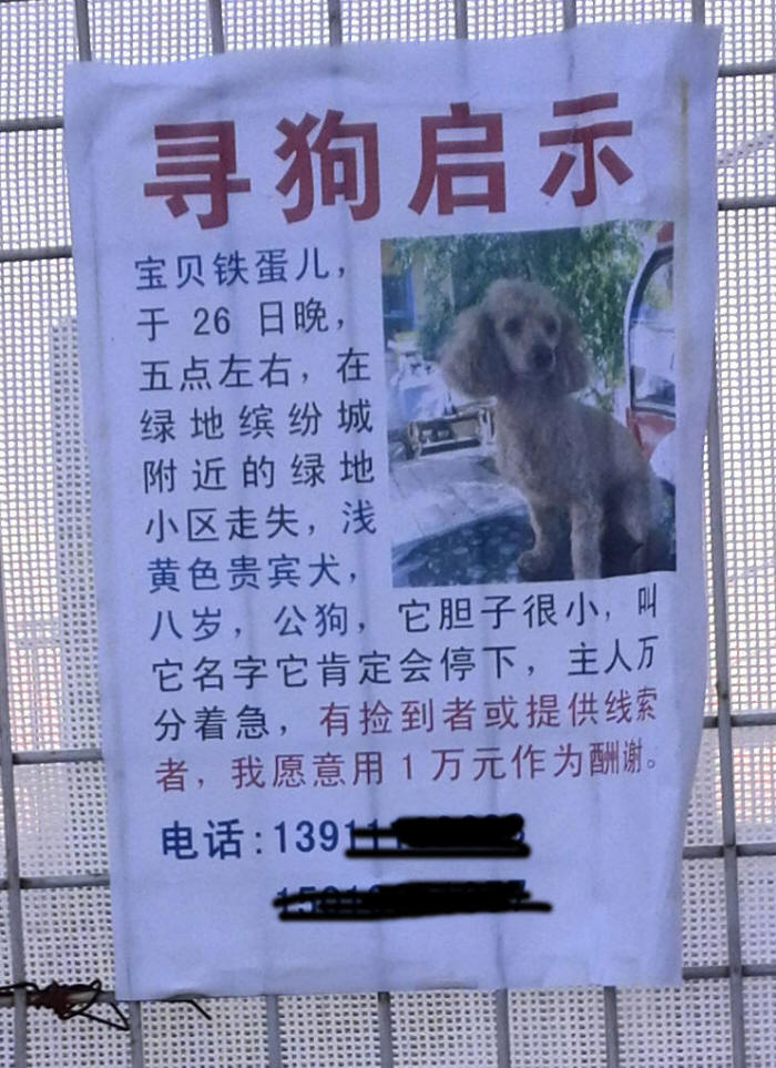 宠物定位器广告摄影图片