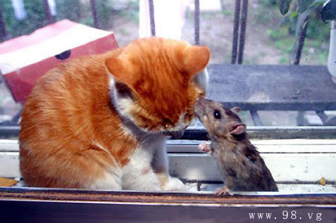 猫与老鼠和睦相处
