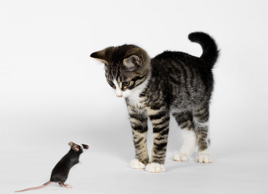 猫与老鼠和睦相处