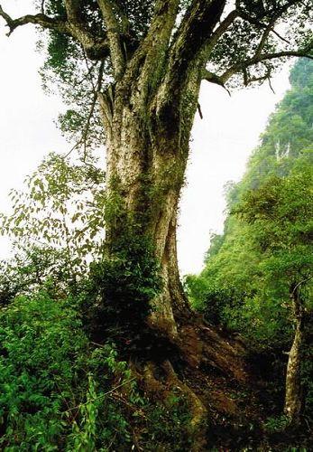 国家重点保护植物树种 广西蚬木王