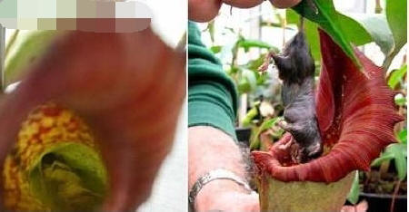 猪笼草捕食到的老鼠