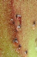 猪笼草消化腺与蜡质区
