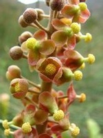 猪笼草花序