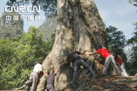国家保护植物树种 龙州舰木王