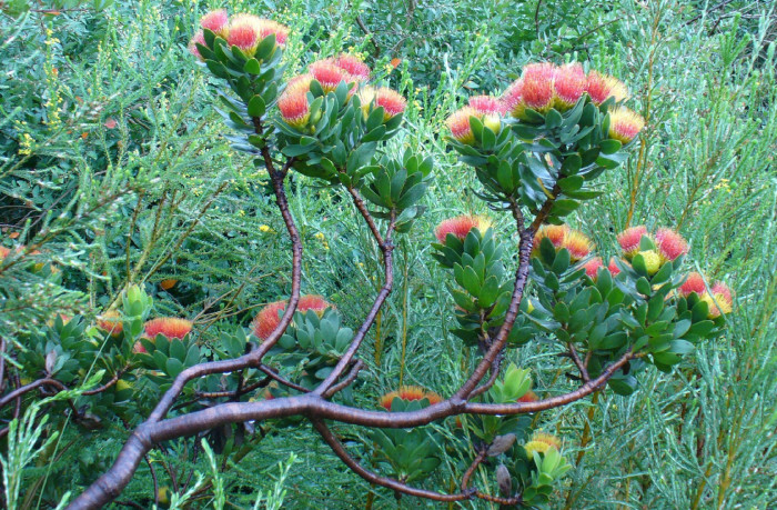 奇花异草 新奇植物 大千世界 Leucospermum oleifolium
