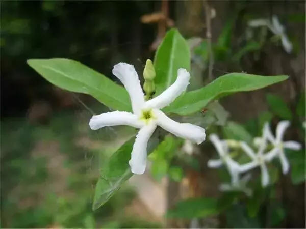 奇花异草 新奇植物 大千世界 万字花