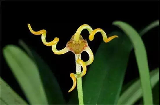 奇花异草 新奇植物 大千世界 三尖兰