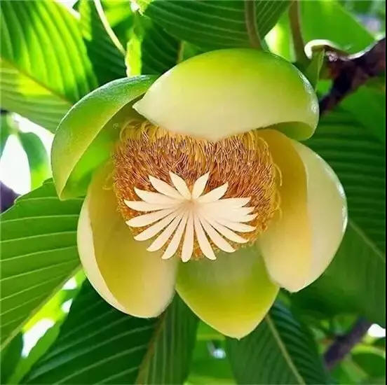 奇花异草 新奇植物 大千世界 五桠果