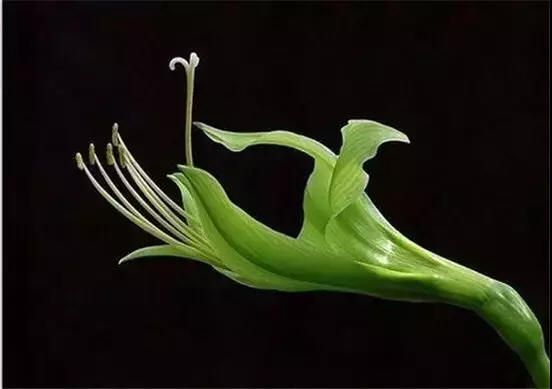 佛系花 珍世奇花 奇花异草 新奇植物 大千世界