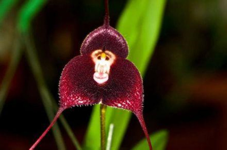 猴面小兰花 南美猴面兰花酷似“孙悟空” 奇花异草 新奇植物 大千世界