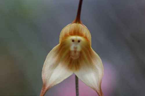 南美猴面兰花酷似“孙悟空” 猴面小兰花 奇花异草 新奇植物 大千世界