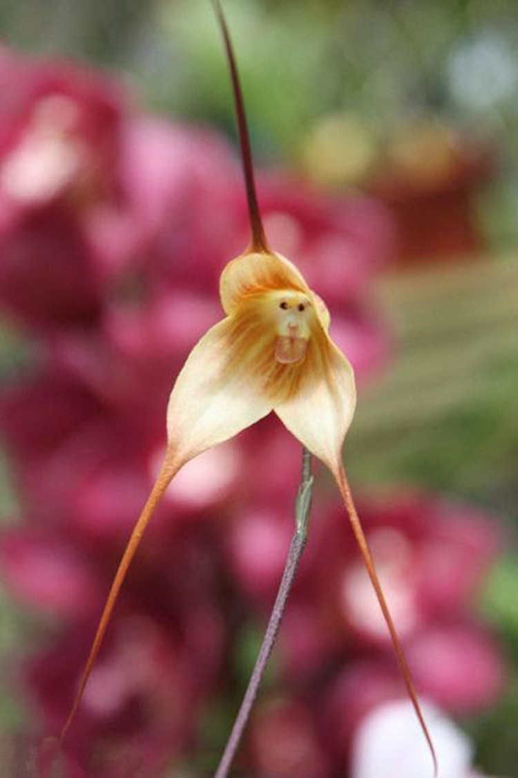 猴面小兰花 南美猴面兰花酷似“孙悟空” 奇花异草 新奇植物 大千世界