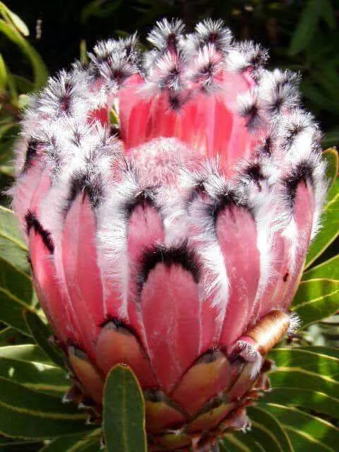 夹竹桃叶海神花 珍世奇花 奇花异草 新奇植物 大千世界