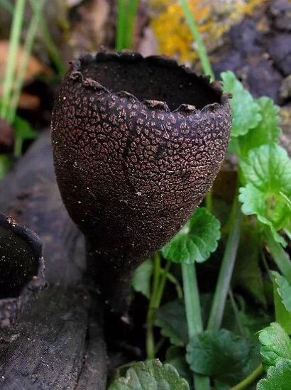 奇特植物