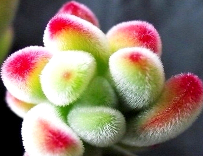 奇花异草 新奇植物 大千世界