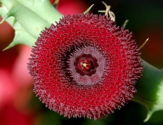 奇花异草 新奇植物 大千世界