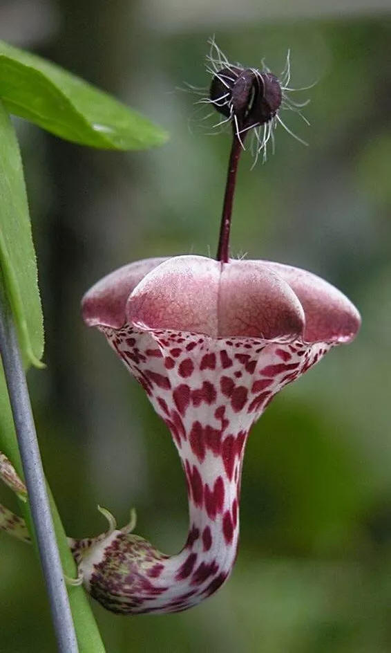 奇花异草 新奇植物 大千世界