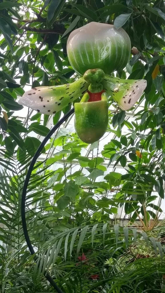 奇花异草 新奇植物 大千世界