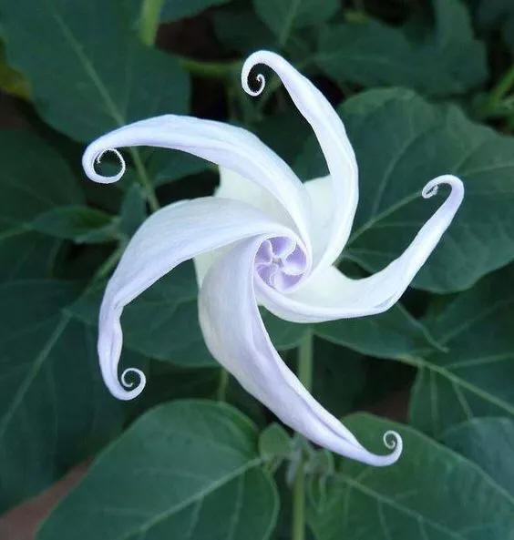 奇花异草 新奇植物 大千世界