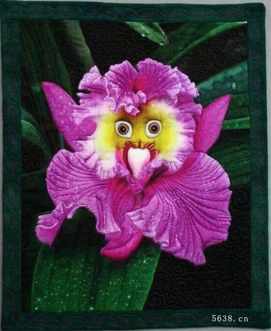 奇花异草 新奇植物 大千世界