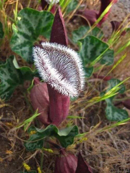 奇花异草 新奇植物 大千世界