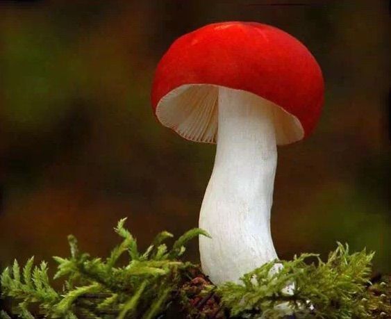 彩色蘑菇