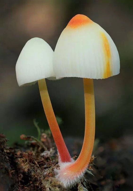 彩色蘑菇