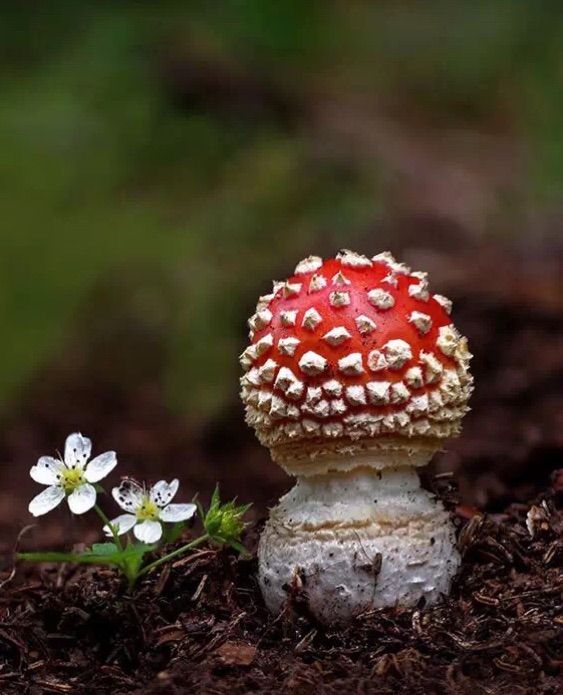 彩色蘑菇