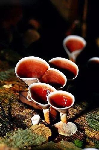 彩色蘑菇
