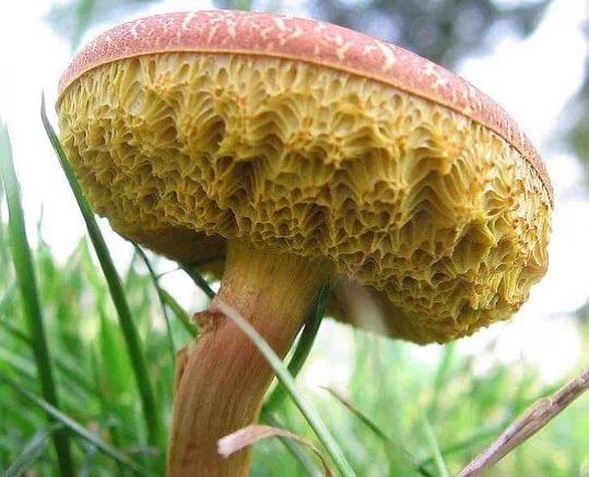 彩色蘑菇
