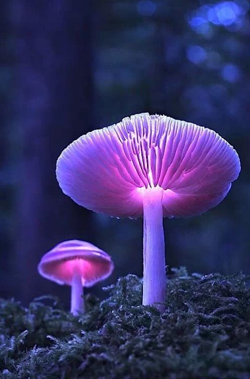 奇特植物 彩色蘑菇