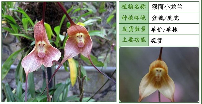 猴面小兰花 南美猴面兰花酷似“孙悟空” 奇花异草 新奇植物 大千世界