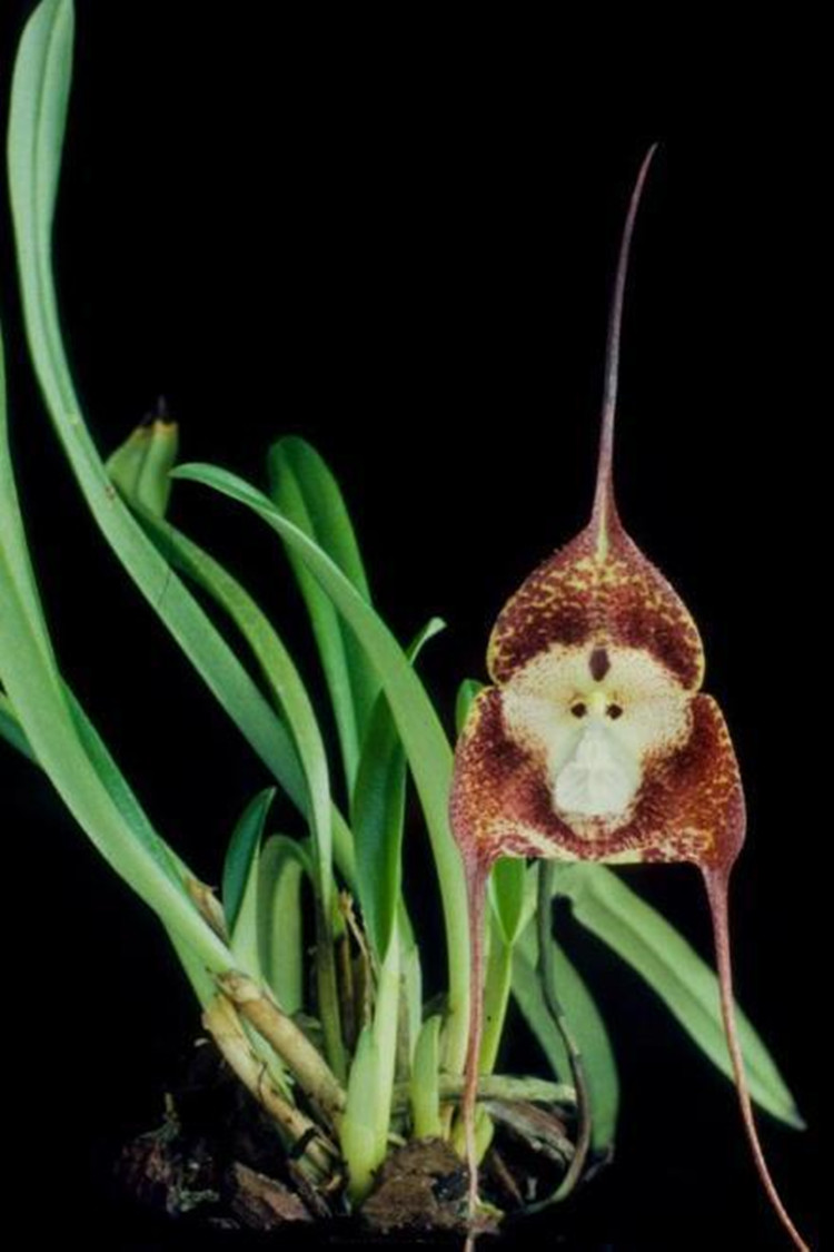 猴面小兰花 南美猴面兰花酷似“孙悟空” 奇花异草 新奇植物 大千世界