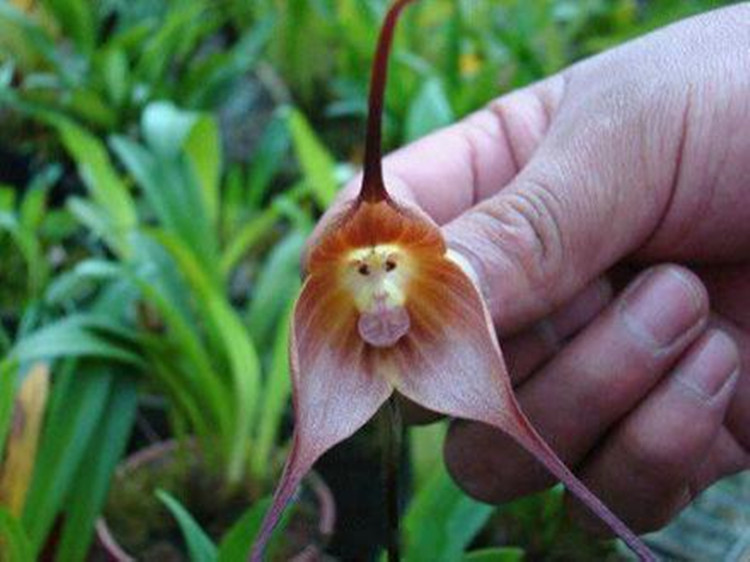 猴面小兰花 南美猴面兰花酷似“孙悟空” 奇花异草 新奇植物 大千世界