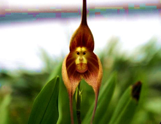 猴面小龙兰 奇花异草 新奇植物 大千世界