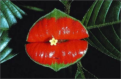 红唇花 奇花异草 新奇植物 大千世界