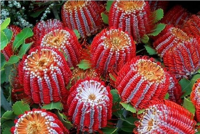奇花异草 新奇植物 大千世界 红石南叶佛塔花