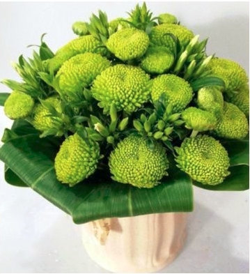 绿色小雏菊 奇花异草 新奇植物 大千世界