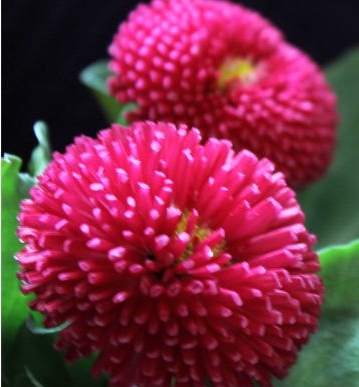 花开富贵雏菊 奇花异草 新奇植物 大千世界