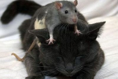猫与老鼠 骑在猫背上的老鼠