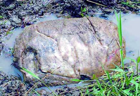 地球上发现的第四生命体 太岁“肉灵芝”