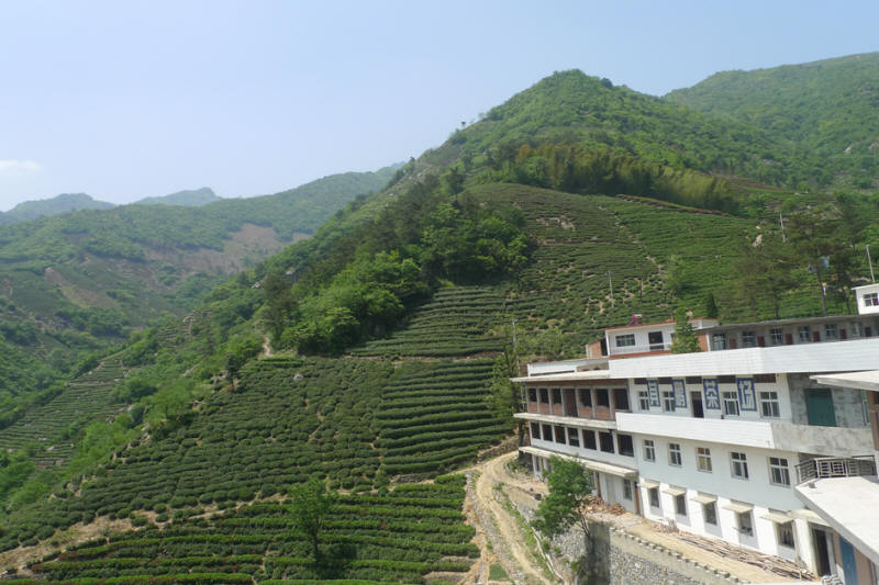 大别山其鹏有机茗茶场