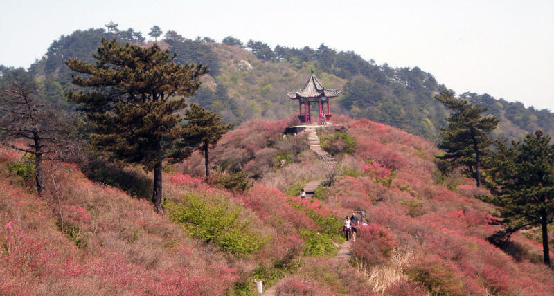 安徽大别山杜鹃花