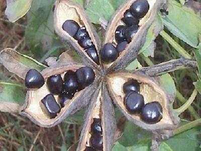特种油料作物 油用牡丹花籽 油牡丹