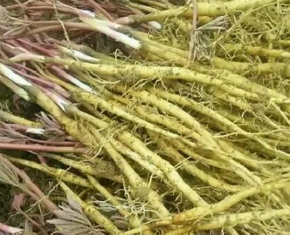 油用牡丹种苗