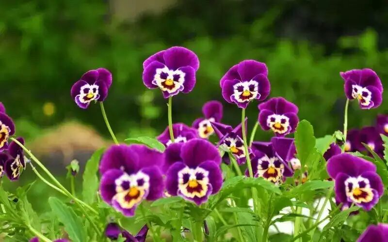 特种花卉