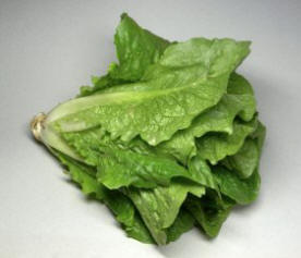 生菜