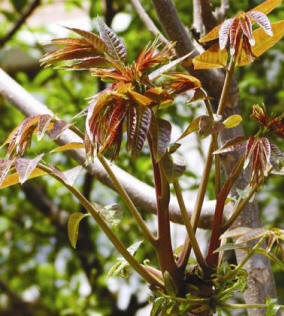 野生香椿芽