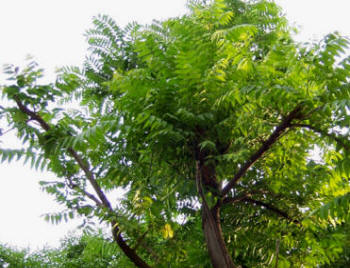 香椿树