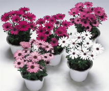 花卉